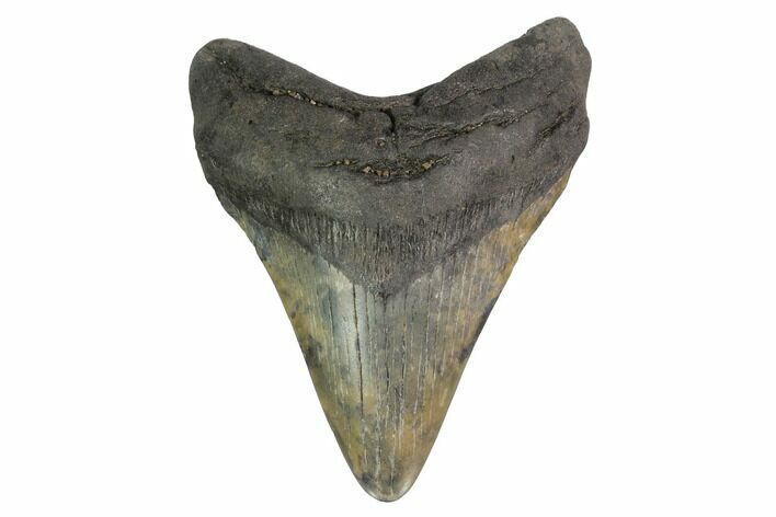 Fossil Megalodon Tooth - Georgia #144362
